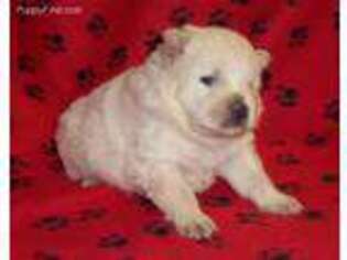 Chow Chow Puppy for sale in Versailles, MO, USA