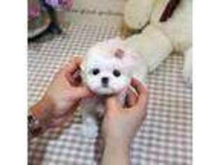 Maltese Puppy for sale in Folsom, CA, USA