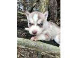 Siberian Husky Puppy for sale in Stark, KS, USA