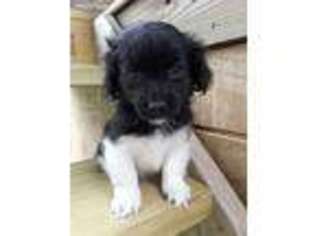 Havanese Puppy for sale in Greencastle, PA, USA