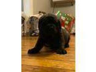 Mastiff Puppy for sale in Fredericksburg, VA, USA