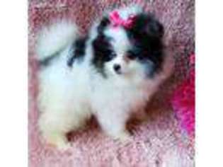 Pomeranian Puppy for sale in Murrieta, CA, USA