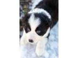 Border Collie Puppy for sale in Methow, WA, USA