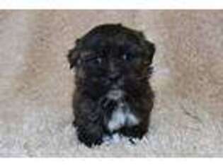 Mal-Shi Puppy for sale in Springfield, MO, USA