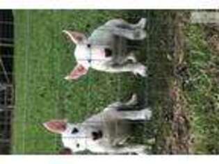 Bull Terrier Puppy for sale in Jackson, MS, USA