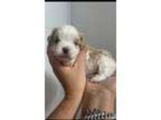 Cavapoo Puppy for sale in Marion, NC, USA