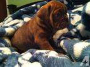 Bulldog Puppy for sale in POTTSTOWN, PA, USA