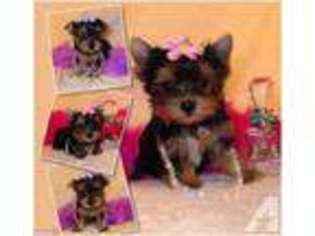 Yorkshire Terrier Puppy for sale in LATTA, SC, USA
