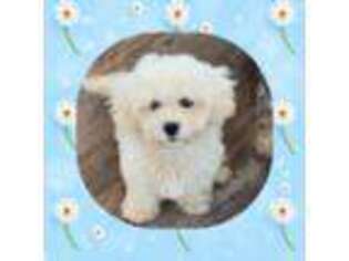 Shih-Poo Puppy for sale in Watertown, TN, USA
