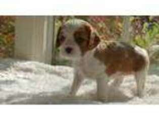 Cavalier King Charles Spaniel Puppy for sale in Fair Oaks, CA, USA