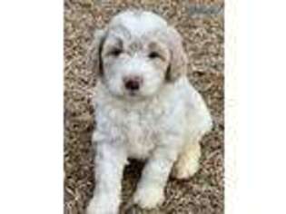 Goldendoodle Puppy for sale in Washington, NC, USA
