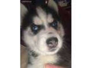 Siberian Husky Puppy for sale in Watkins Glen, NY, USA