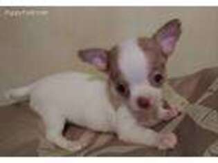 Chihuahua Puppy for sale in Williamstown, NJ, USA
