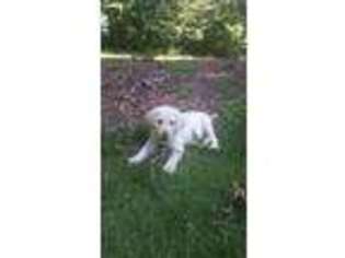 Labrador Retriever Puppy for sale in Palmetto, GA, USA