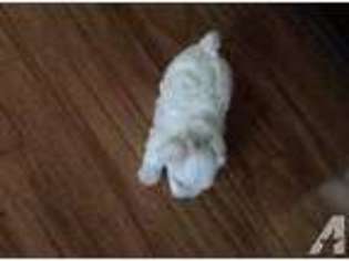 Maltese Puppy for sale in BARDSTOWN, KY, USA