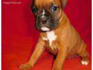 Boxer Puppy for sale in Gasport, NY, USA