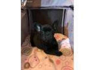 French Bulldog Puppy for sale in Uniontown, OH, USA