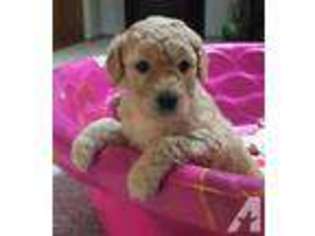 Goldendoodle Puppy for sale in IONE, CA, USA