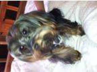 Yorkshire Terrier Puppy for sale in SAN ANTONIO, TX, USA