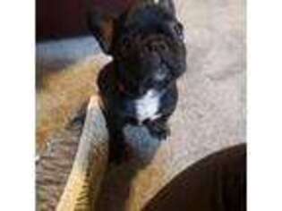 French Bulldog Puppy for sale in Forest Grove, OR, USA