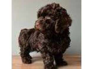 Labradoodle Puppy for sale in Pinckney, MI, USA