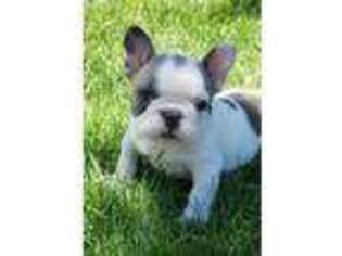 French Bulldog Puppy for sale in Gold Hill, OR, USA