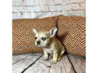 French Bulldog Puppy for sale in Thayer, MO, USA