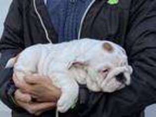 Bulldog Puppy for sale in Janesville, WI, USA