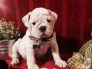 Bulldog Puppy for sale in BASTROP, TX, USA