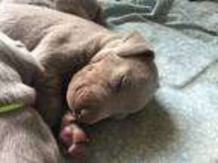 Weimaraner Puppy for sale in Coatesville, PA, USA