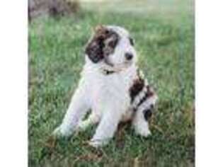 Mutt Puppy for sale in Eldridge, IA, USA