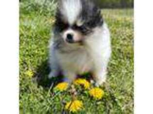 Pomeranian Puppy for sale in Trion, GA, USA