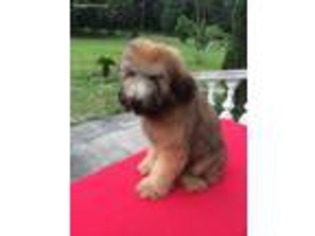 Soft Coated Wheaten Terrier Puppy for sale in Brooksville, FL, USA