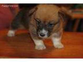Pembroke Welsh Corgi Puppy for sale in Falls City, OR, USA