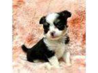 Chihuahua Puppy for sale in Elkhart, IN, USA