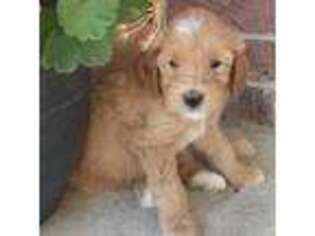 Goldendoodle Puppy for sale in New Haven, IN, USA