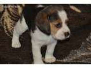 Beagle Puppy for sale in Kasson, MN, USA
