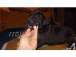 Great Dane Puppy for sale in DERIDDER, LA, USA