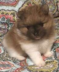 Pomeranian Puppy for sale in Dover, TN, USA