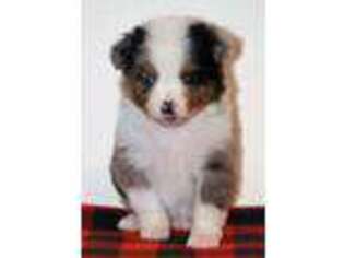 Miniature Australian Shepherd Puppy for sale in Childress, TX, USA