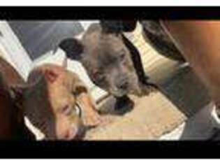 American Bulldog Puppy for sale in Flint, MI, USA
