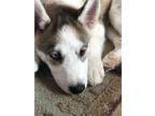 Siberian Husky Puppy for sale in Sparks, NV, USA
