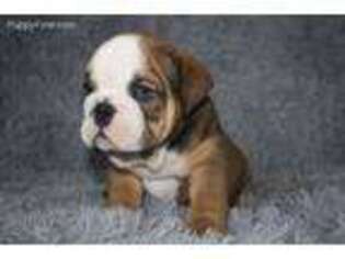 Bulldog Puppy for sale in Chantilly, VA, USA