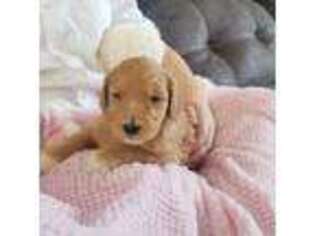 Goldendoodle Puppy for sale in Bluffton, IN, USA