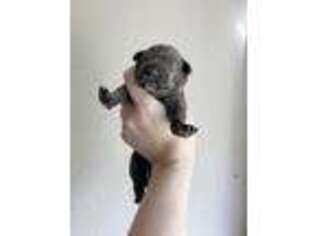 Great Dane Puppy for sale in Shreveport, LA, USA