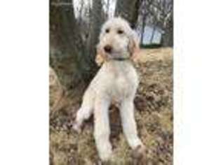 Afghan Hound Puppy for sale in Columbia, MO, USA