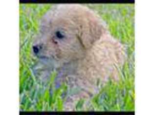 American Eskimo Dog Puppy for sale in Haines City, FL, USA