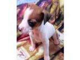 Rat Terrier Puppy for sale in Augusta, GA, USA
