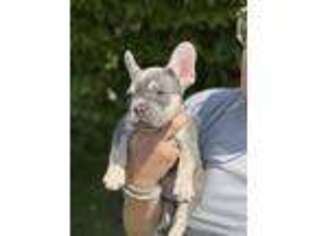 French Bulldog Puppy for sale in Kaysville, UT, USA