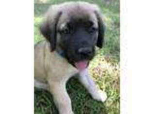Mastiff Puppy for sale in Aurora, MO, USA